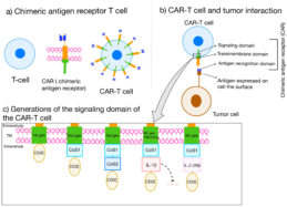 Articol: Oncolytic Viruses as Reliable Adjuvants in CAR-T Cell Therapy for Solid Tumors